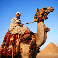 Best of Egypt Educational Tour | Camel