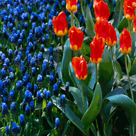 Benelux Paris and London Educational Tour | Flowers