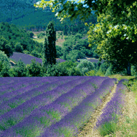 French Highlights Educational Tour | Provence