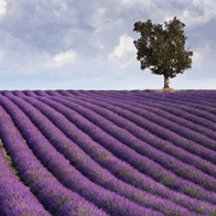Paris the South of France and Italy Educational Tour | Provence Lavender