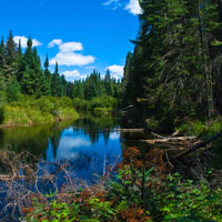 Algonquin Park In-Depth Three Day Spring Tour | Forest