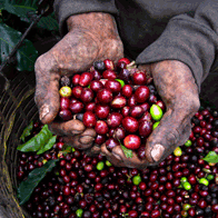 Costa Rica Sun and Service Educational Tour | Coffee Plantation