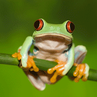 Costa Rican Adventure Educational Tour | Tree Frog