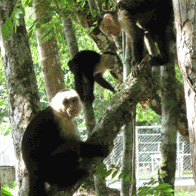 Costa Rican Highlights Educational Tour | Whiteface Monkeys