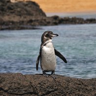 Galapagos Island Adventure Educational Tour | Penguin