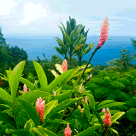 Hawaii Educational Tour | Foliage