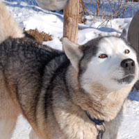 Quebec Four Day Ski Tour | Husky