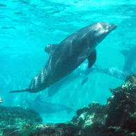 San Antonio Alamo City Educational Tour | Aquarium